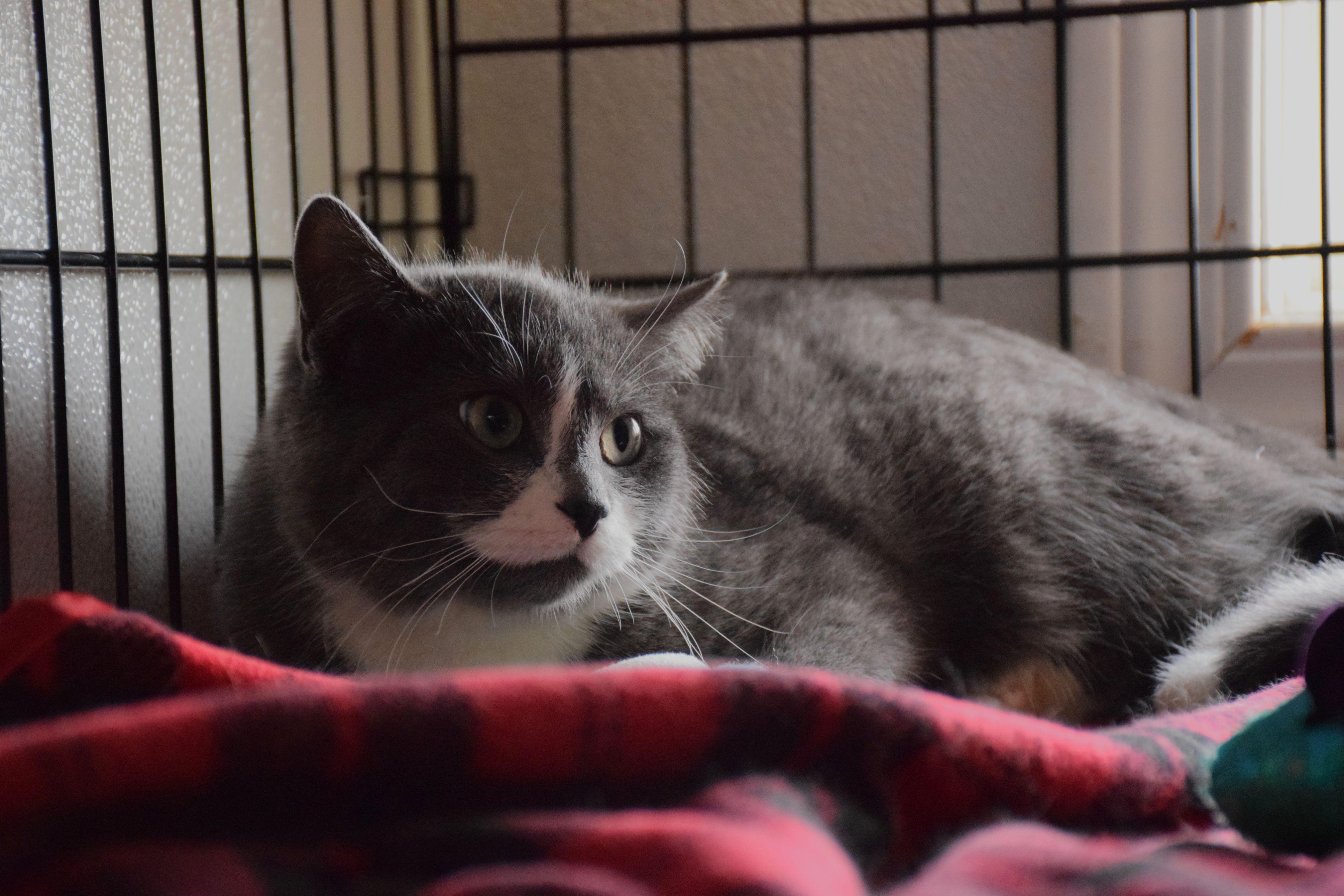 Keira, ADOPTABLE, Adult Female Domestic Short Hair.