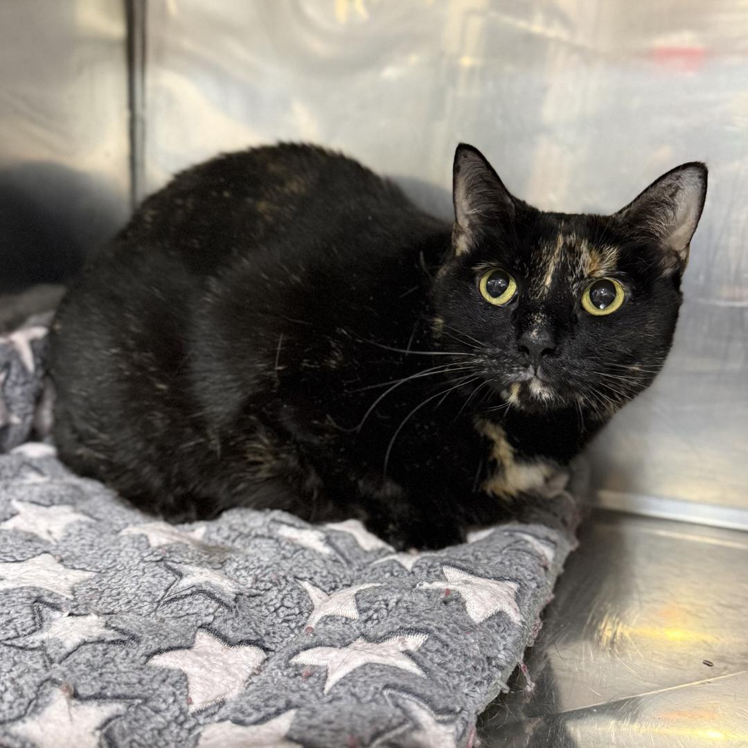 Enlarge Nutmeg, a ADOPTABLE Domestic Short Hair in Houston, PA image 1/1