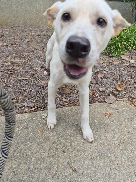 Pen 227, Adoptable, Puppy Male Labrador Retriever.