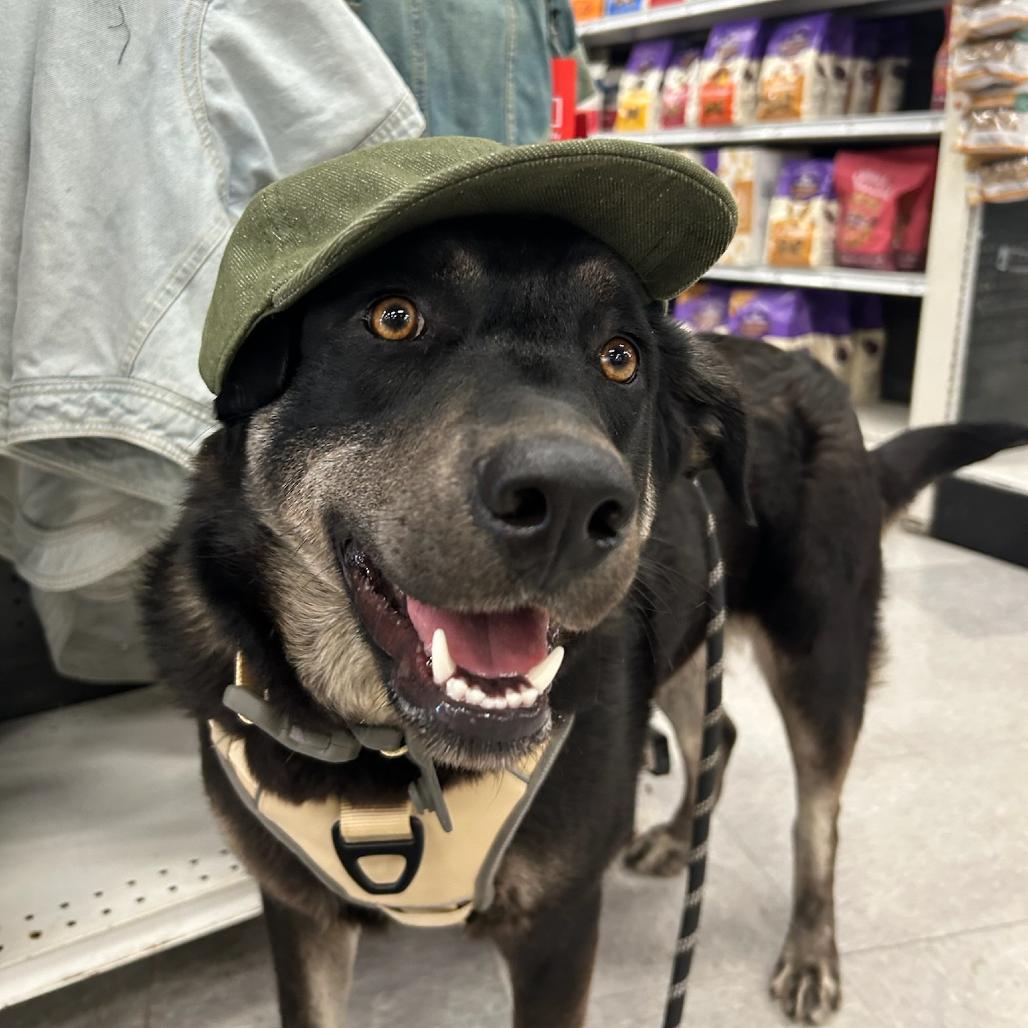 Enlarge Nigel, a Adoptable mixed breed in Bentonville, AR image 6/6