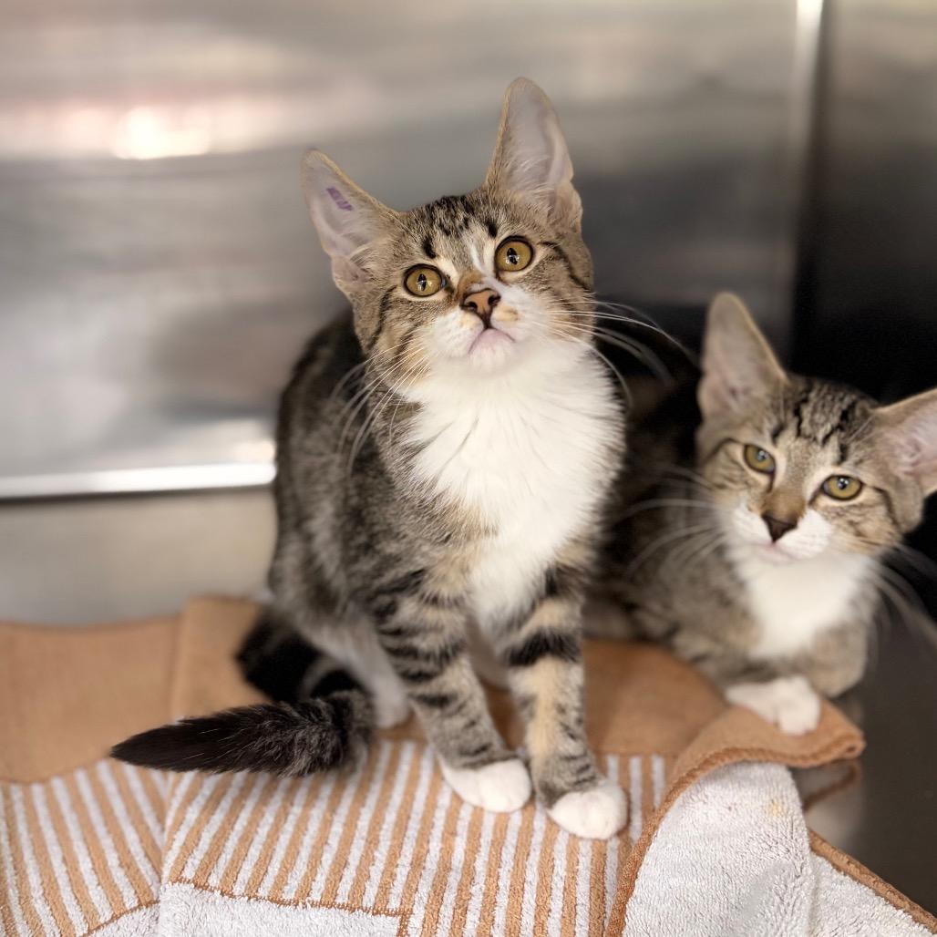 Louise, Adoptable, Kitten Female Domestic Short Hair.