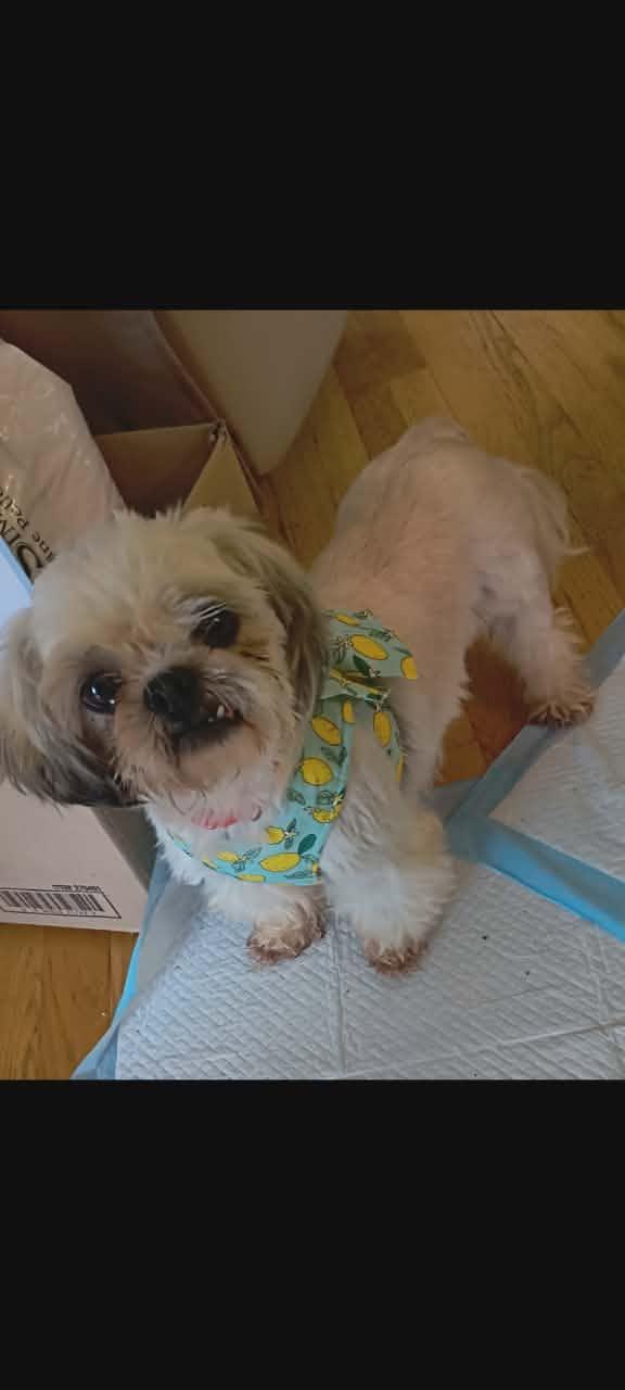 Enlarge Becky. ADOPTED, a ADOPTABLE Shih Tzu in Union Grove, WI image 1/2