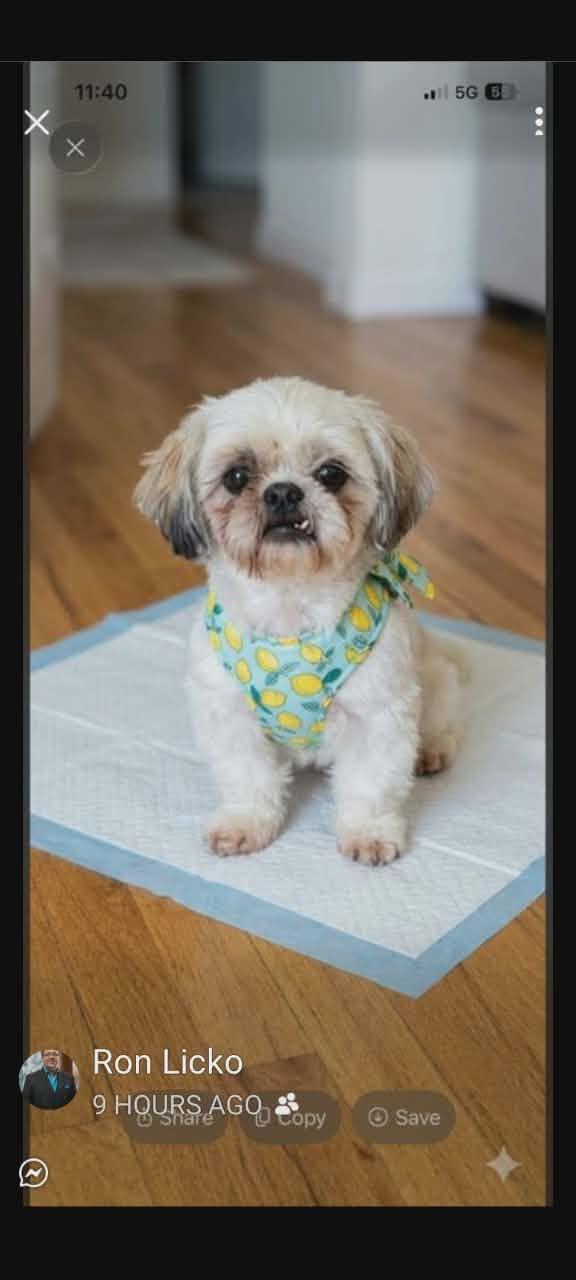 Enlarge Becky. ADOPTED, a ADOPTABLE Shih Tzu in Union Grove, WI image 2/2