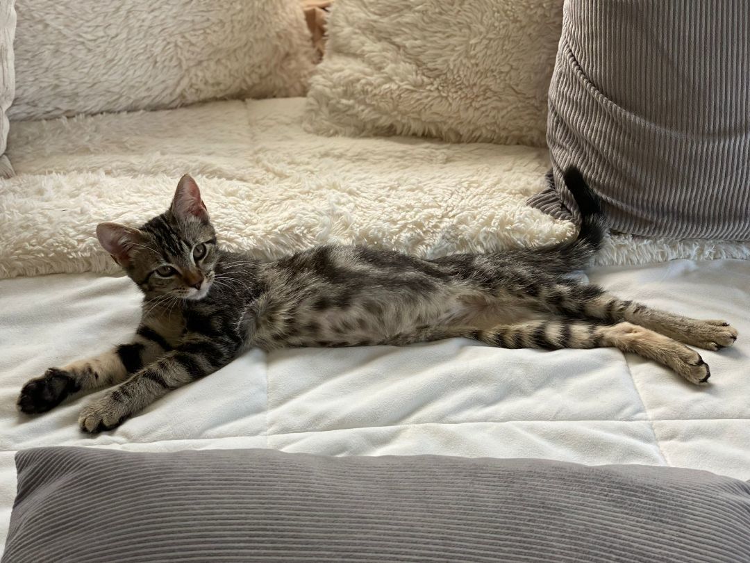 Lucy, a Adopted Domestic Short Hair in Los Angeles, CA image 1/6
