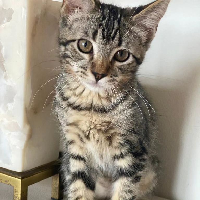 Lucy, a Adopted Domestic Short Hair in Los Angeles, CA image 2/6
