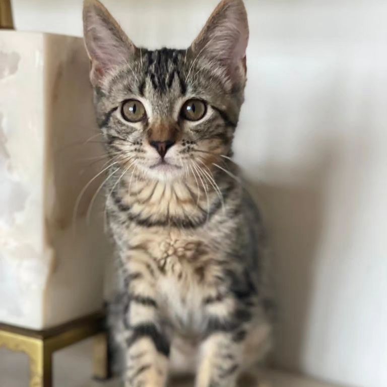 Lucy, a Adopted Domestic Short Hair in Los Angeles, CA image 3/6