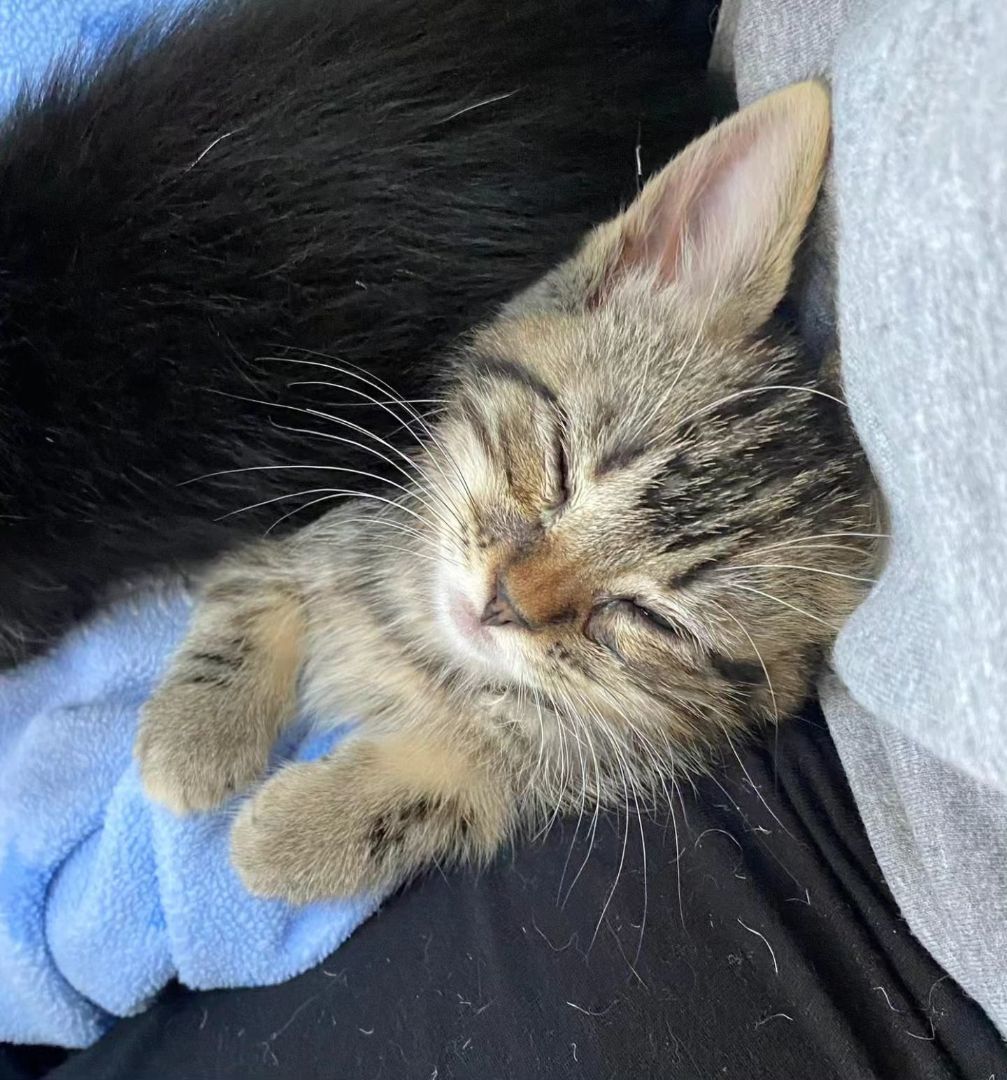 Lucy, a Adopted Domestic Short Hair in Los Angeles, CA image 4/6