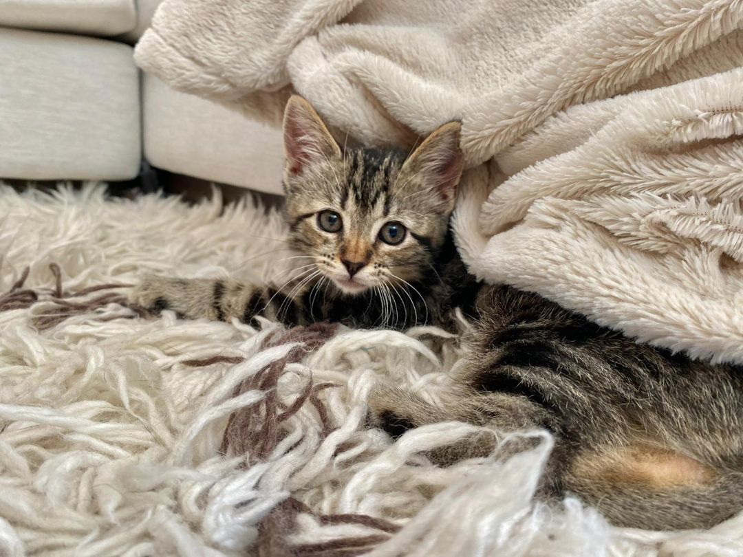Lucy, a Adopted Domestic Short Hair in Los Angeles, CA image 5/6