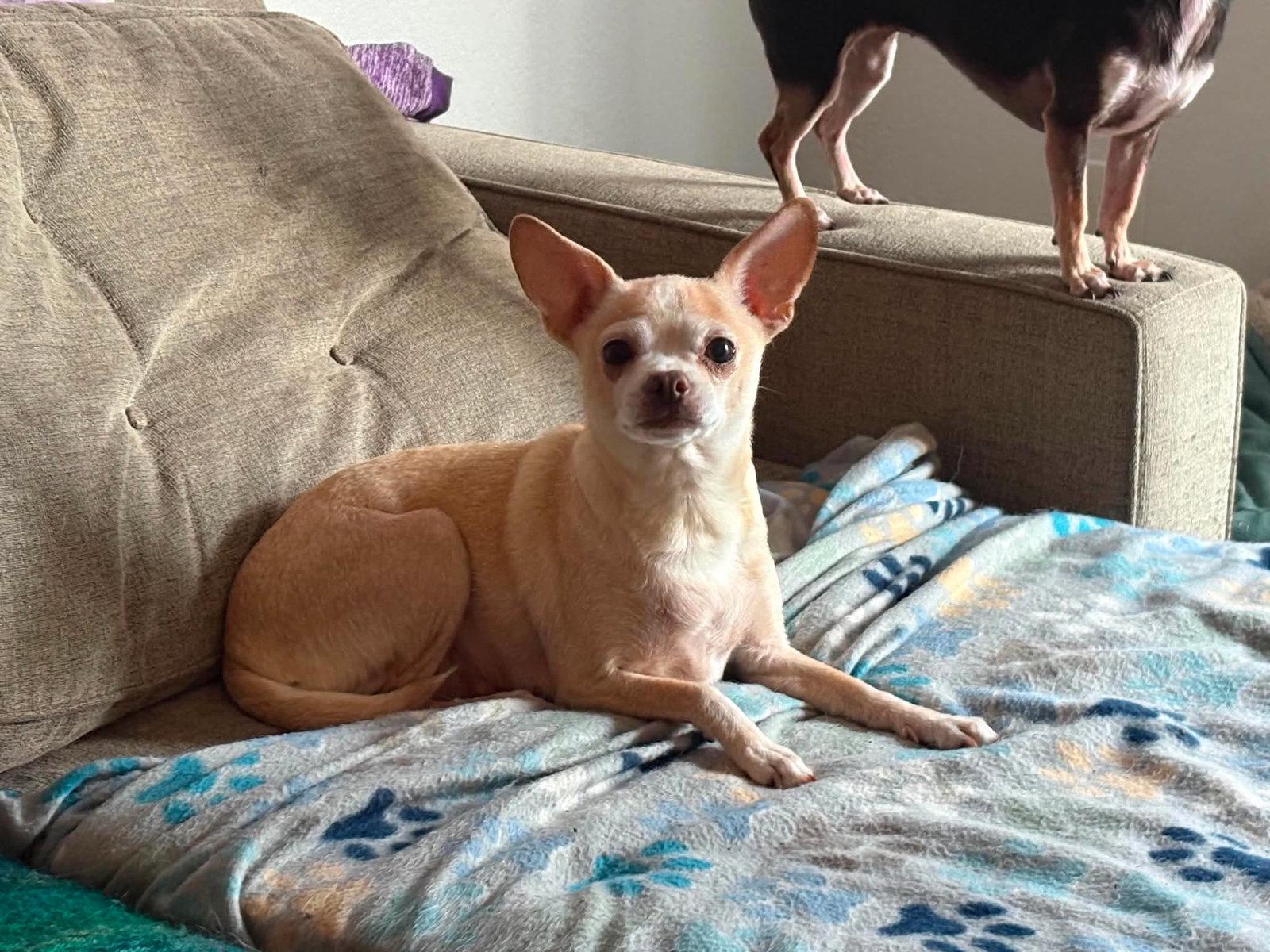 Bella, Adoptable, Senior Female Chihuahua.