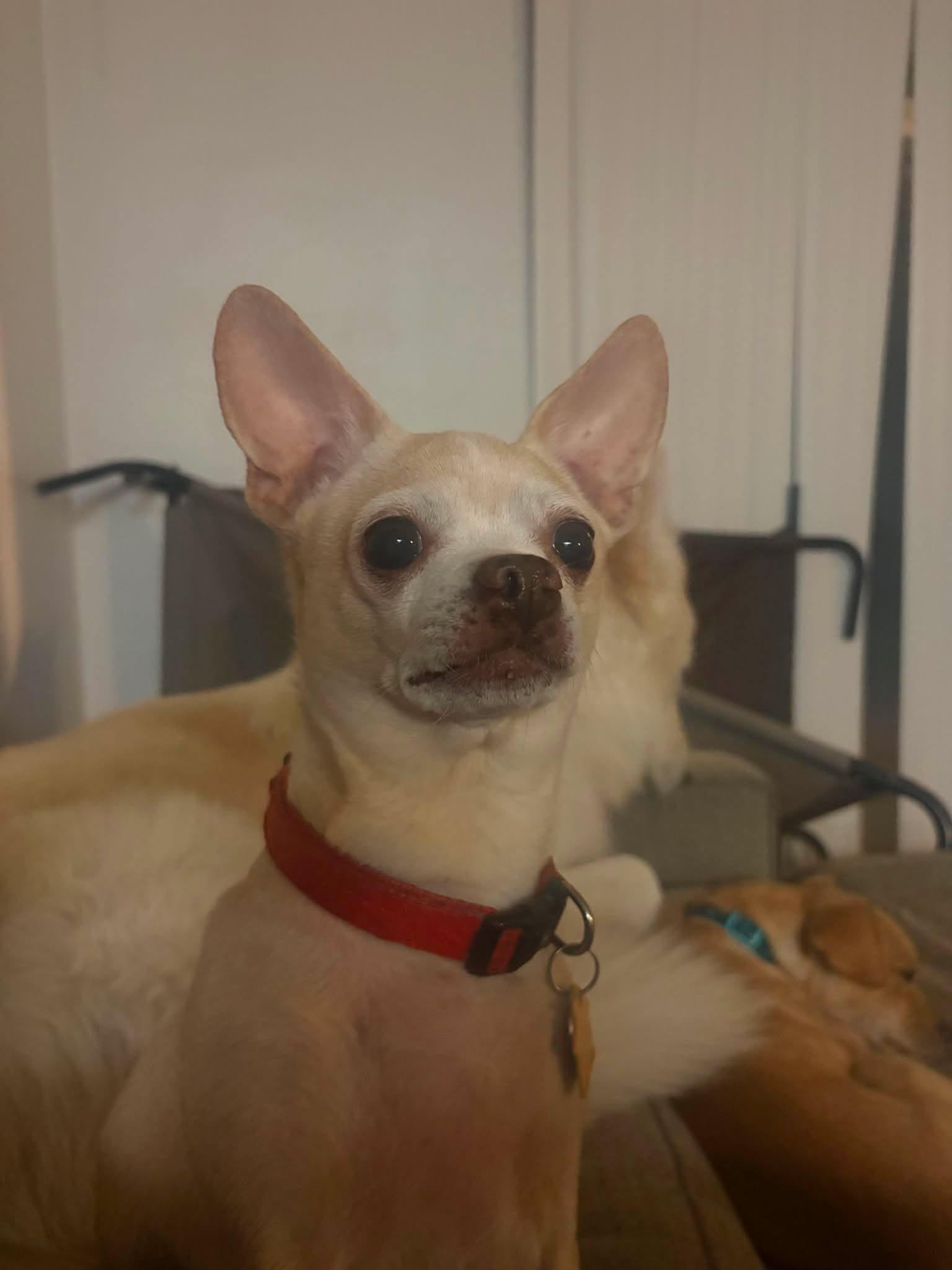 Bella, a Adoptable Chihuahua in Visalia, CA image 3/3