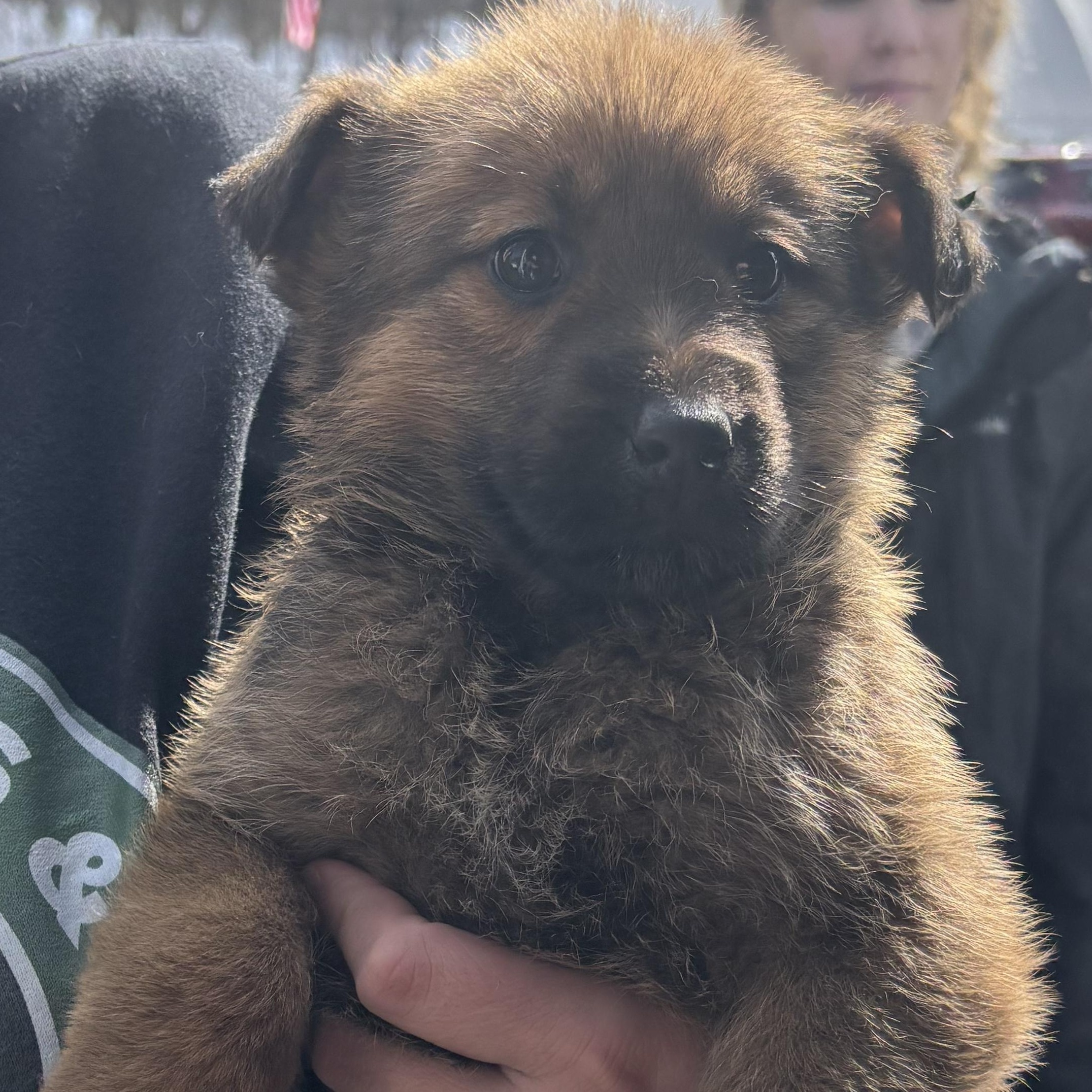 Pookie, adopted, Puppy Female Irish Wolfhound.