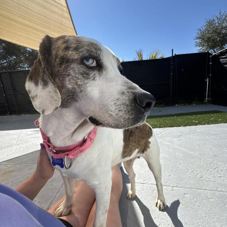 Enlarge Mackenzie, a Adoptable Hound in Seminole, FL image 2/6