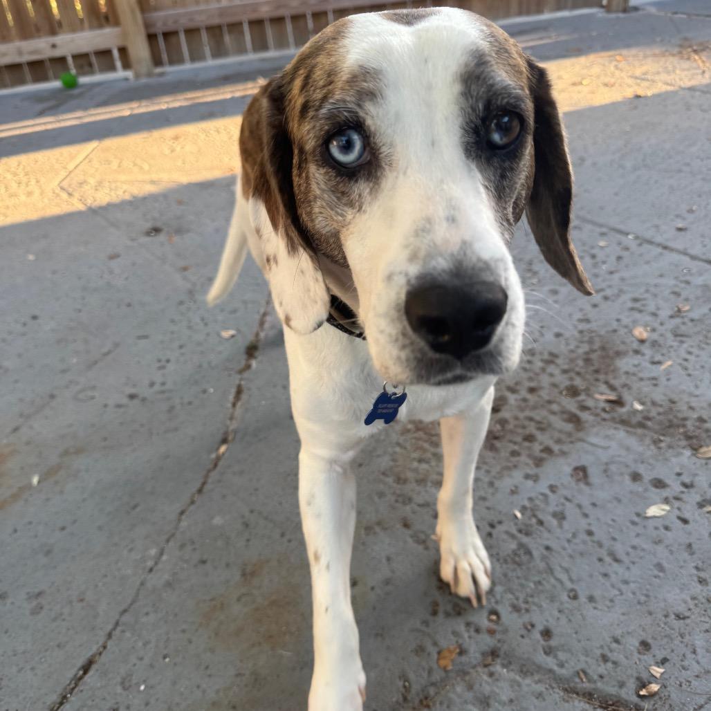Enlarge Mackenzie, a Adoptable Hound in Seminole, FL image 3/6