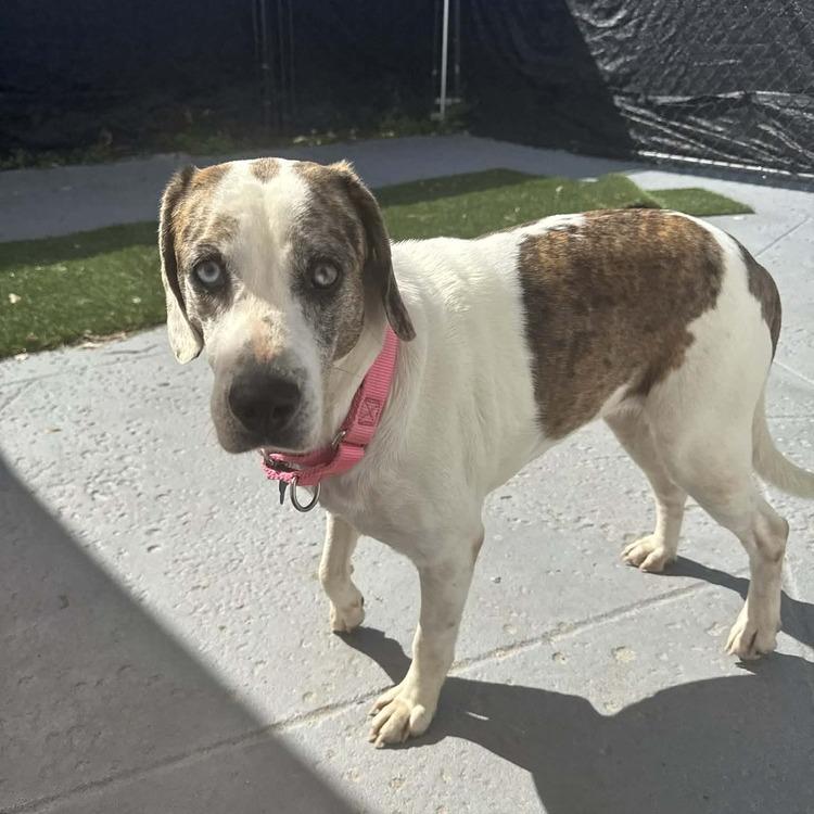 Enlarge Mackenzie, a Adoptable Hound in Seminole, FL image 4/6