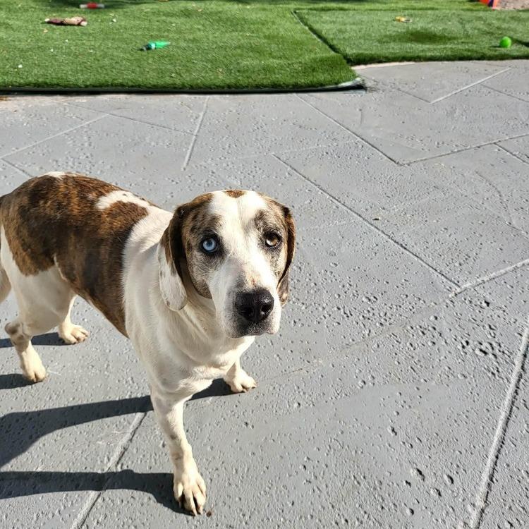 Enlarge Mackenzie, a Adoptable Hound in Seminole, FL image 5/6