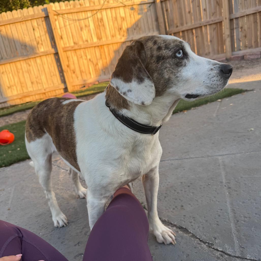 Enlarge Mackenzie, a Adoptable Hound in Seminole, FL image 6/6