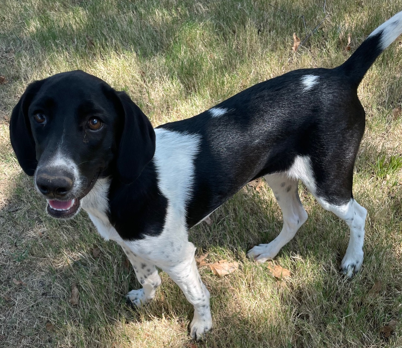 Enlarge PETUNIA, a Adoptable mixed breed in Dallas, TX image 1/1