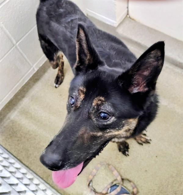 DELANEY, Adoptable, Young Female German Shepherd Dog & Mixed Breed.