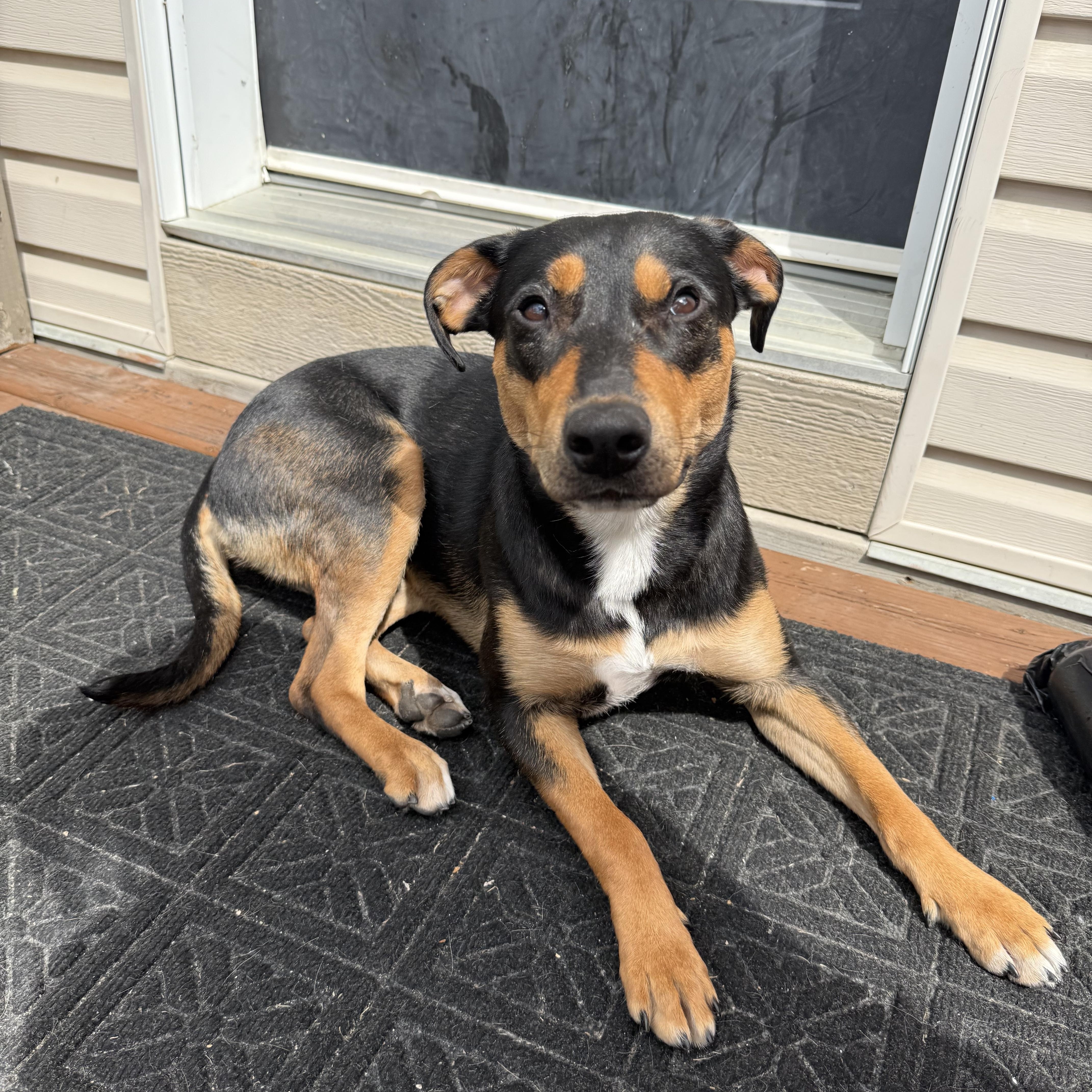 Brownie, a Adoptable mixed breed in Cherry Hill, NJ image 2/6