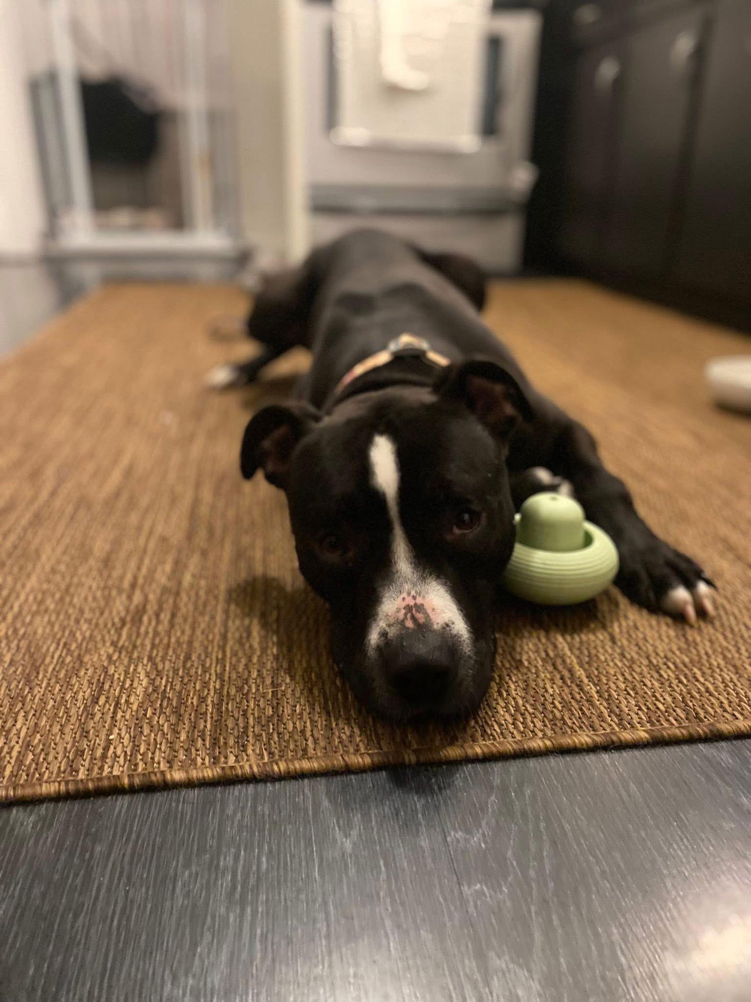 Enlarge Zebo, a Adoptable Pit Bull Terrier in Lockport, NY image 1/3
