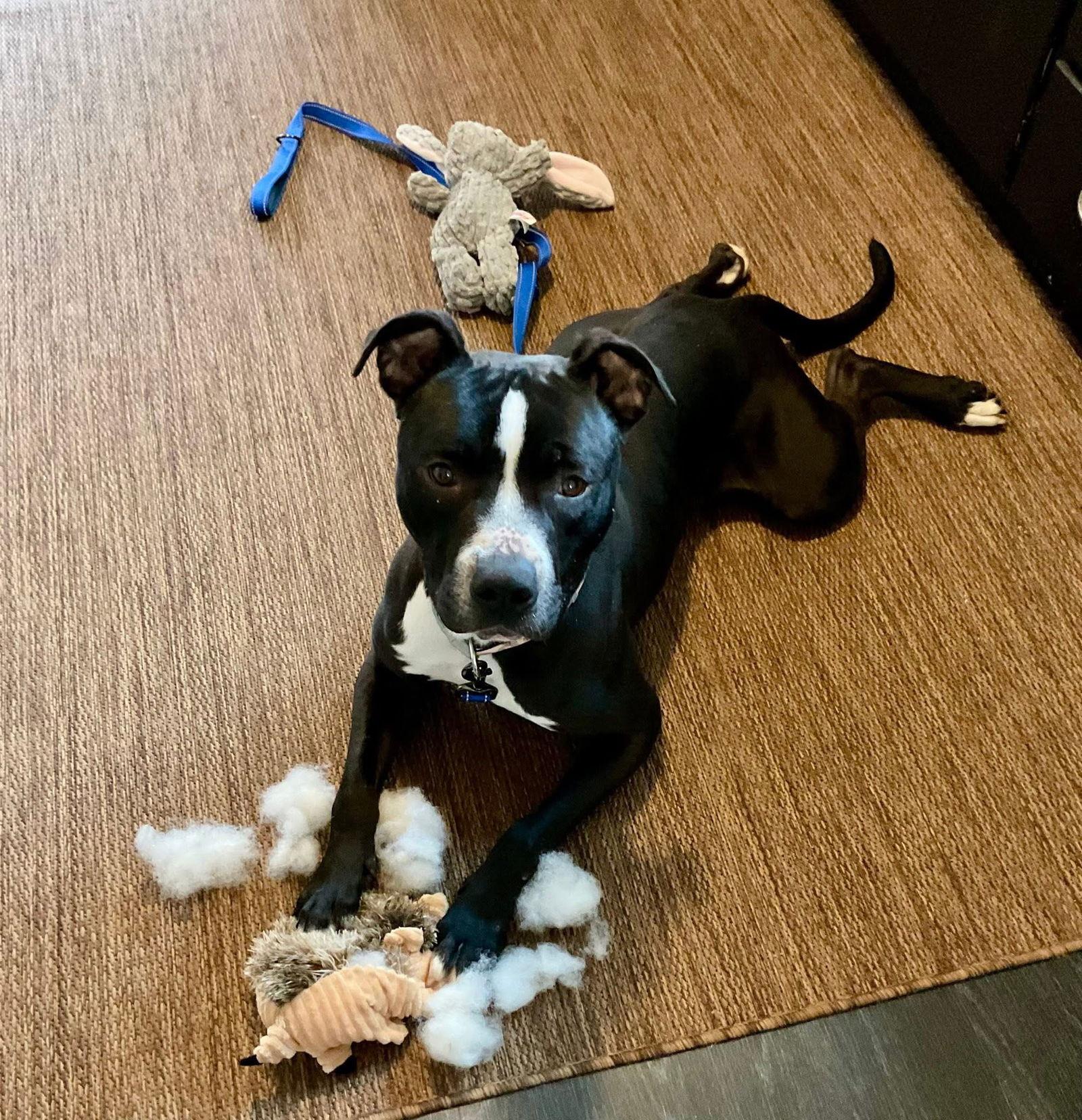 Enlarge Zebo, a Adoptable Pit Bull Terrier in Lockport, NY image 2/3