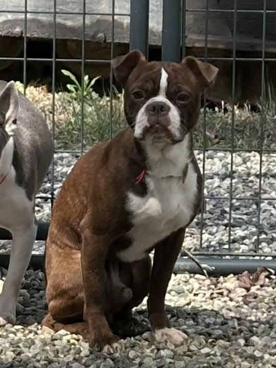 Theo, Adoptable, Adult Male Boston Terrier.