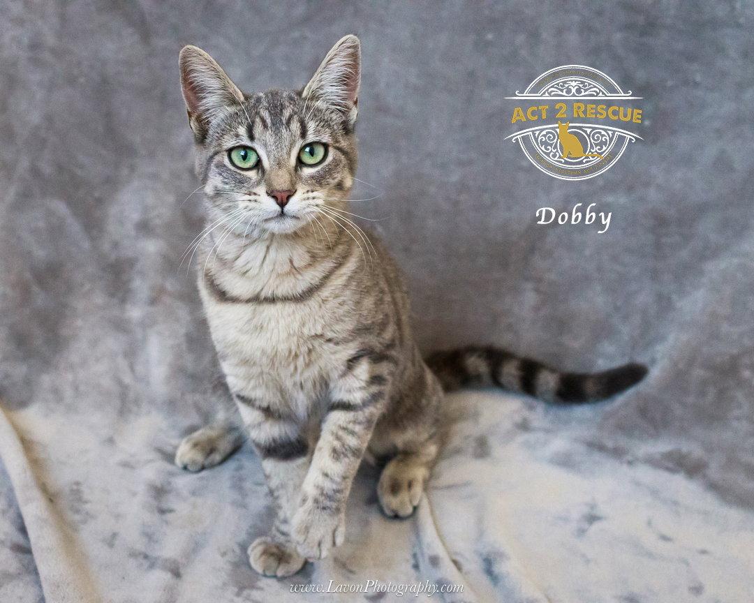 Dobby, Adoptable, Young Female Domestic Short Hair.