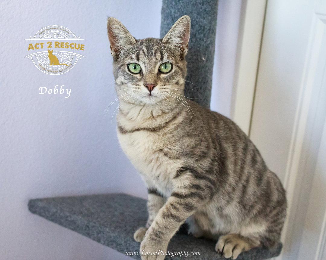 Enlarge Dobby, a Adoptable Domestic Short Hair in Riverside, CA image 2/3
