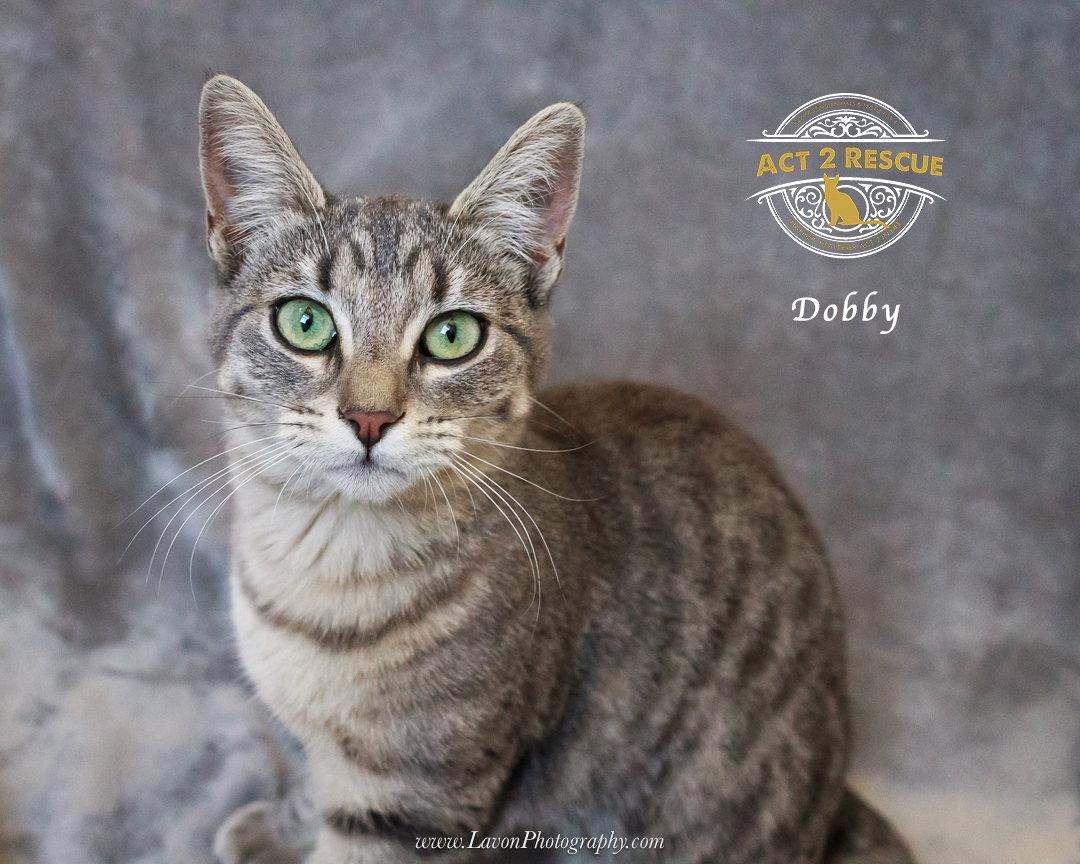 Enlarge Dobby, a Adoptable Domestic Short Hair in Riverside, CA image 3/3