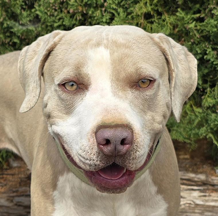Enlarge Sublime Mr Shakespeare ~ SWEET Gentleman !, a Adoptable American Staffordshire Terrier in Albuquerque, NM image 2/2