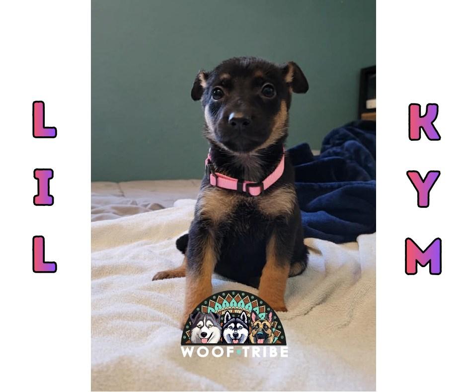 💗🎤 LIL KIM 🎤💜, ADOPTABLE, Puppy Female Doberman Pinscher.