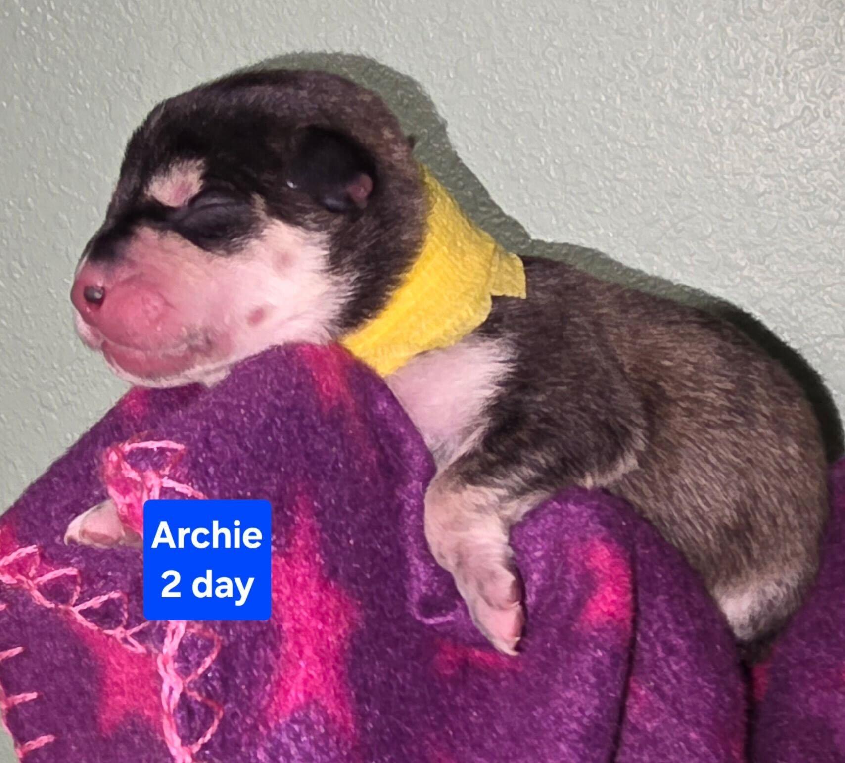 Enlarge Archibald (Archie), a Adoptable mixed breed in Cottonwood Heights, UT image 1/2