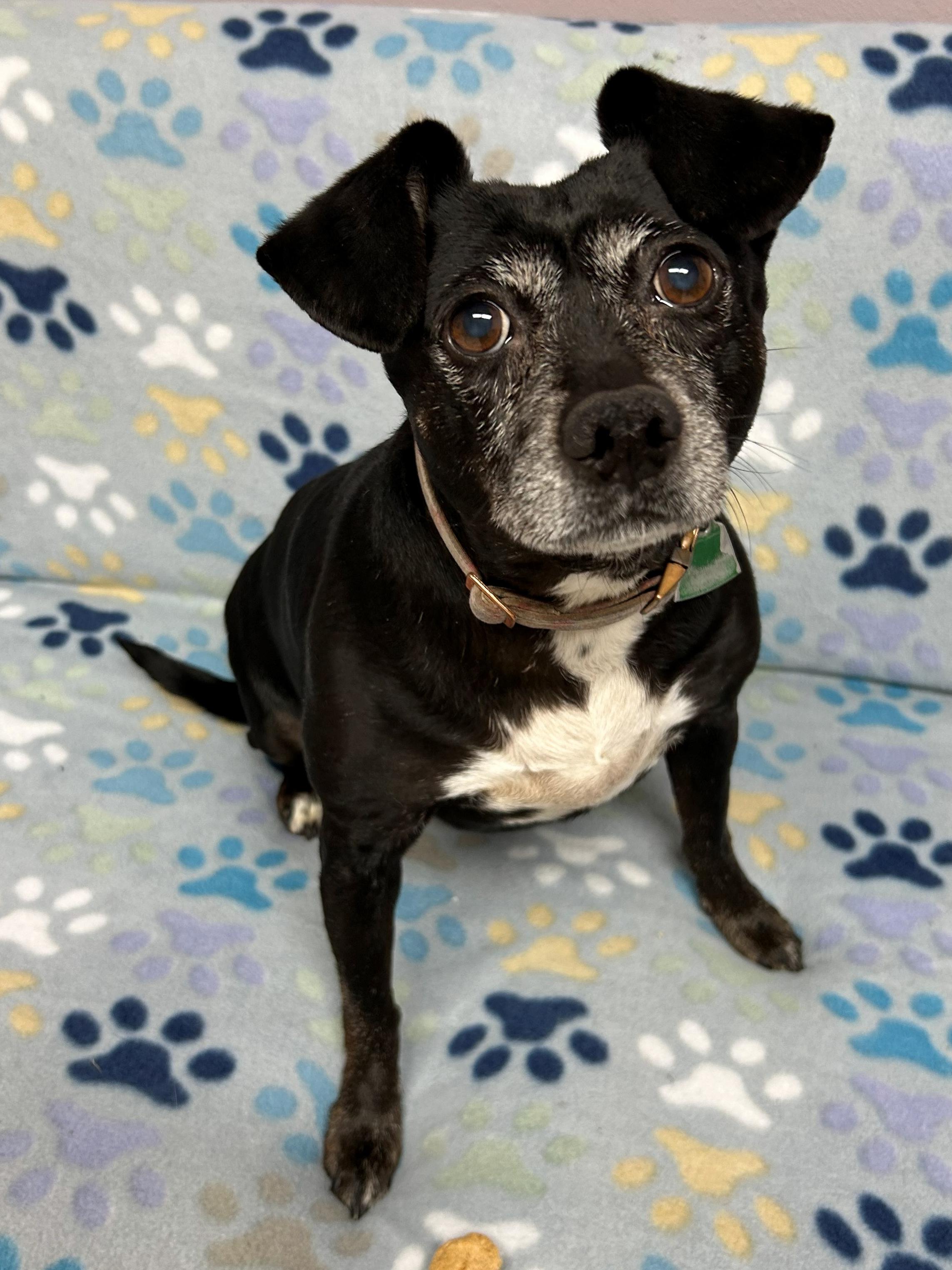 Yenta, a Adoptable mixed breed in Neillsville, WI image 3/6