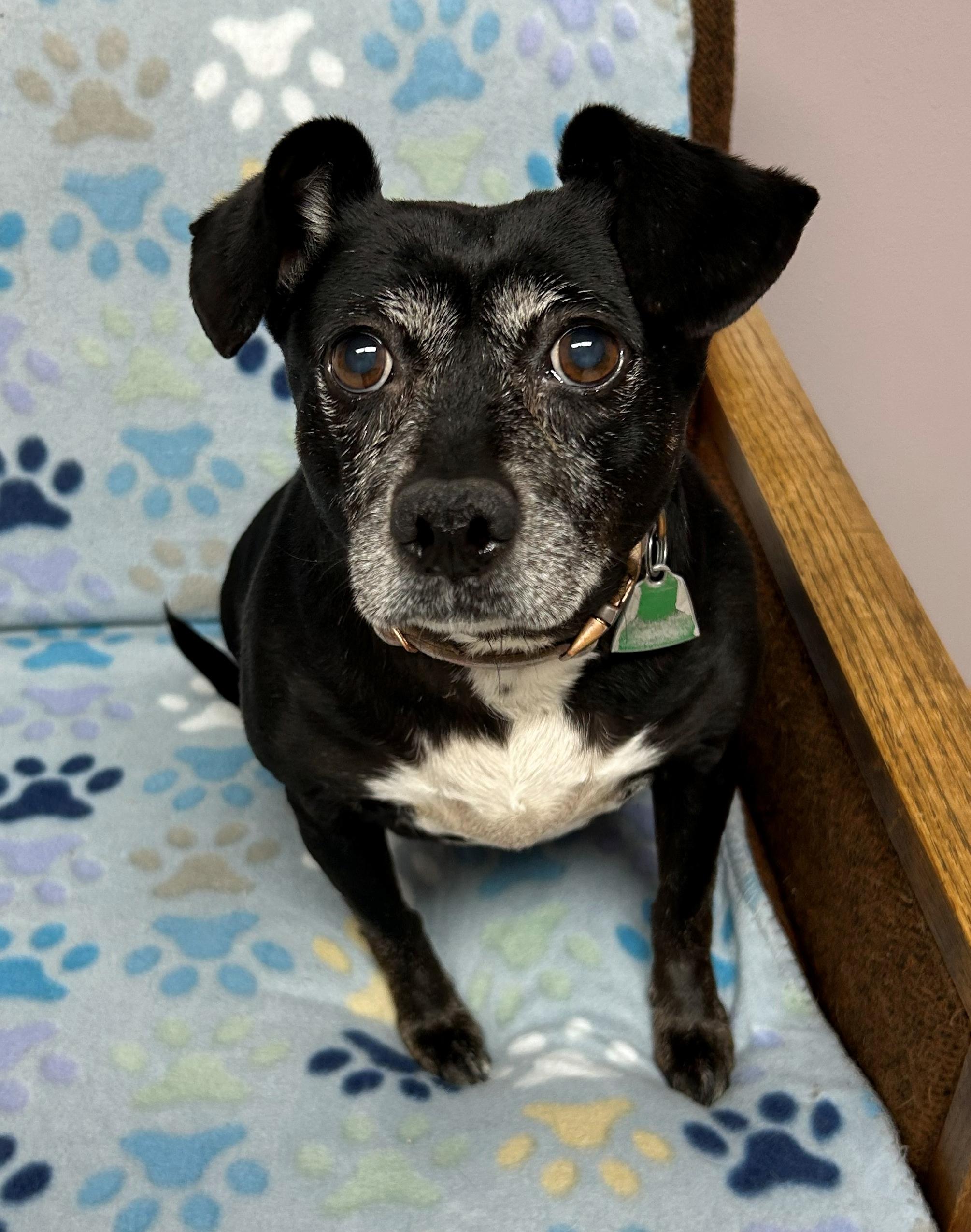 Yenta, a Adoptable mixed breed in Neillsville, WI image 5/6