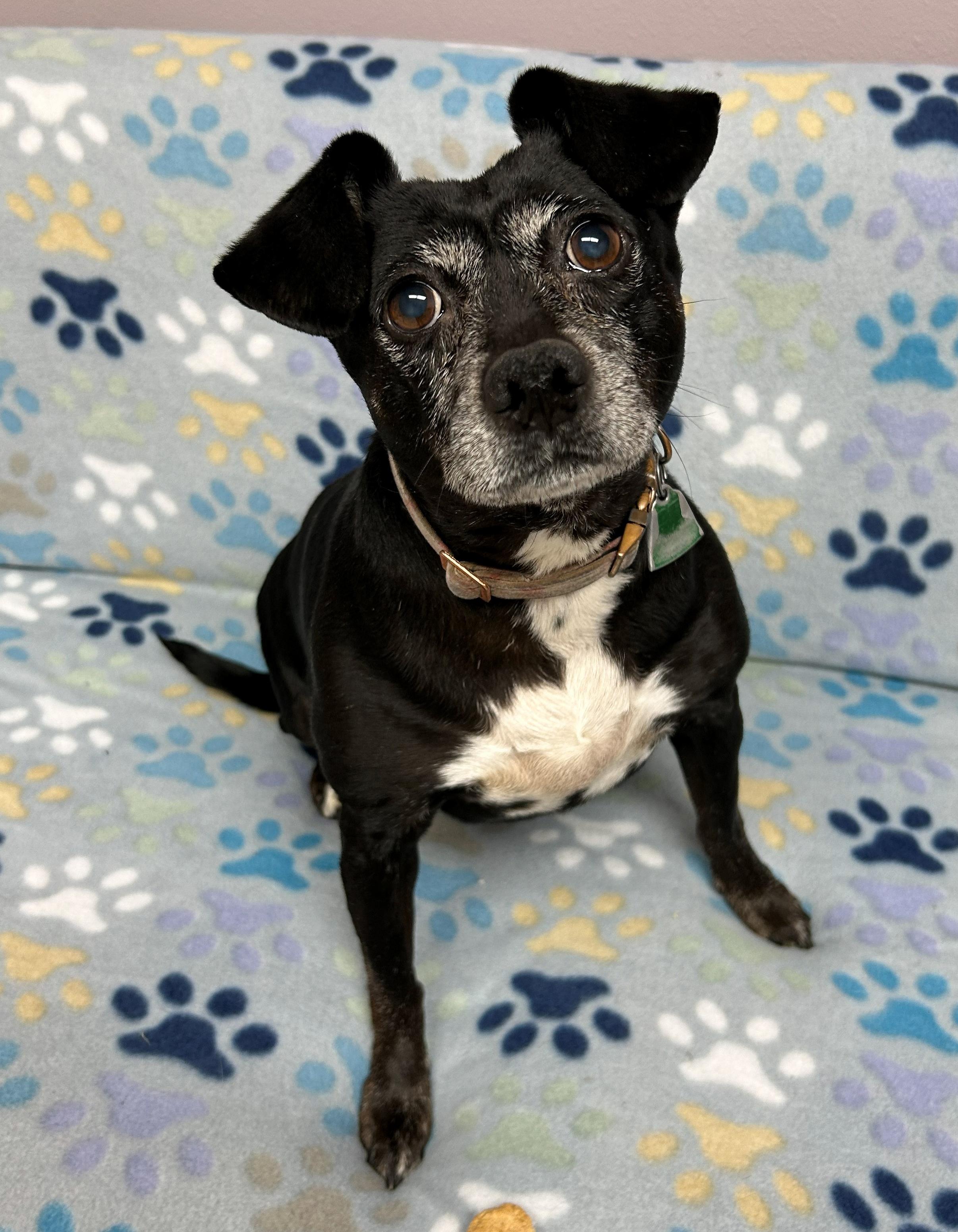 Yenta, a Adoptable mixed breed in Neillsville, WI image 6/6