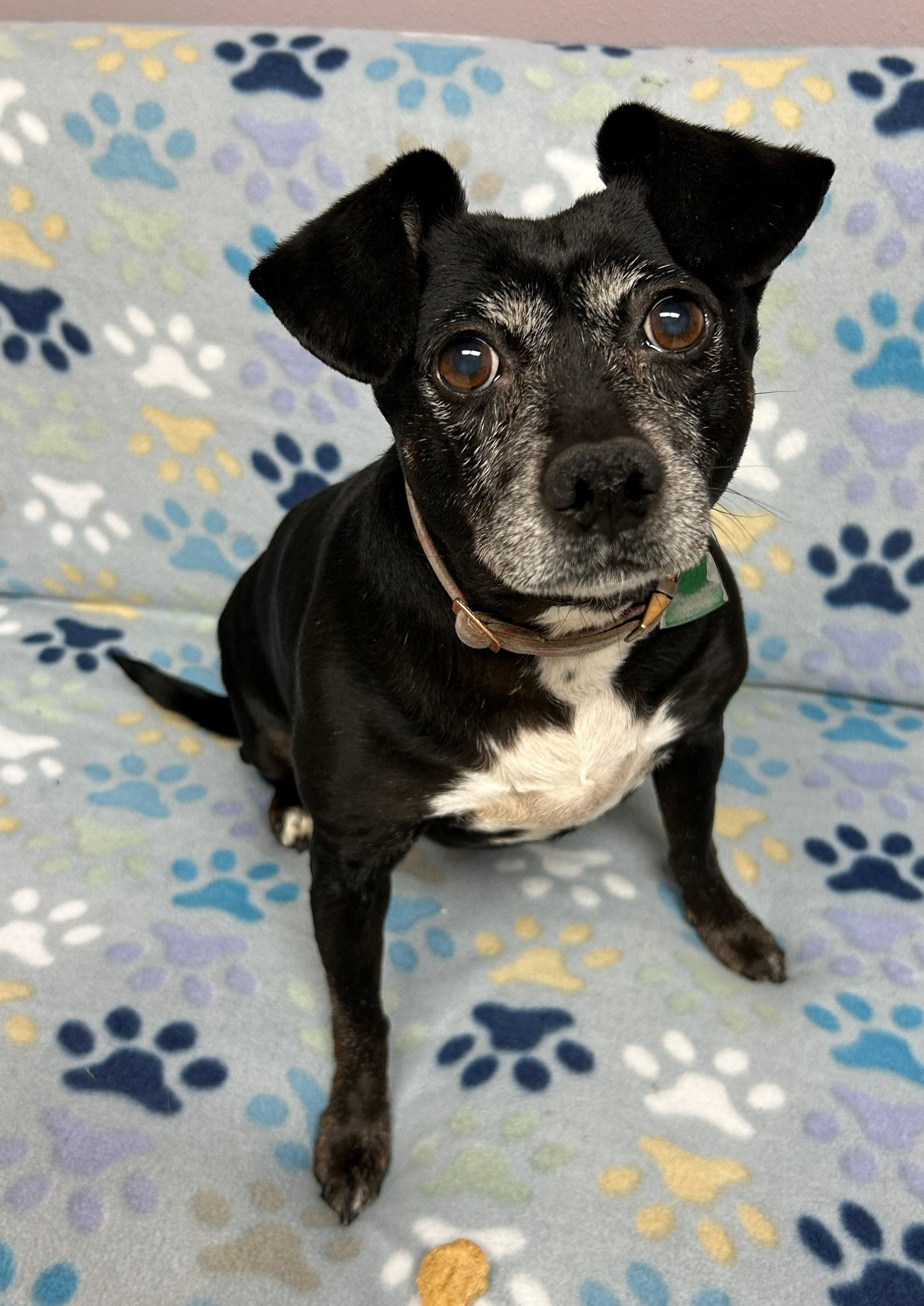 Yenta, a Adoptable mixed breed in Neillsville, WI image 1/6