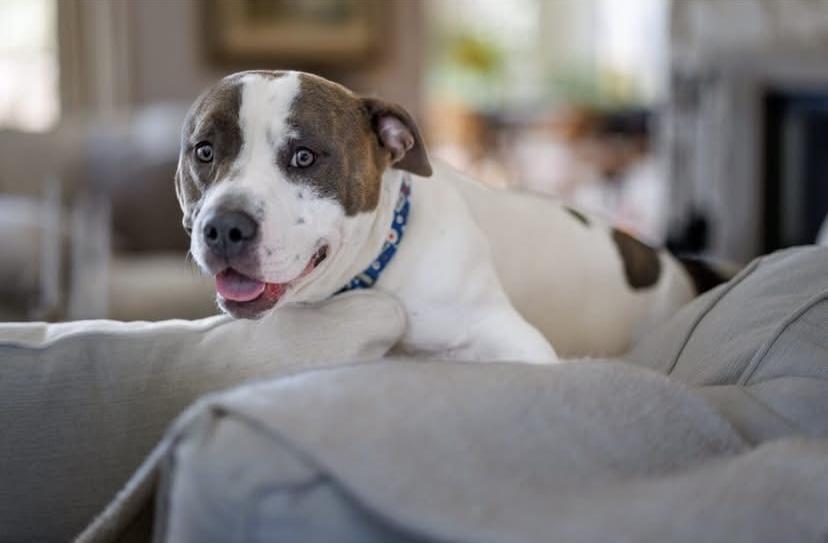 Paul, Adoptable, Young Male American Staffordshire Terrier.