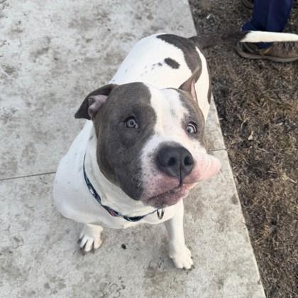 Enlarge Paul, a Adoptable American Staffordshire Terrier in Wheaton, IL image 2/6