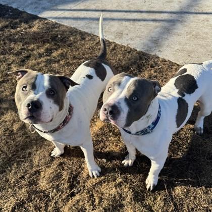 Enlarge Paul, a Adoptable American Staffordshire Terrier in Wheaton, IL image 3/6