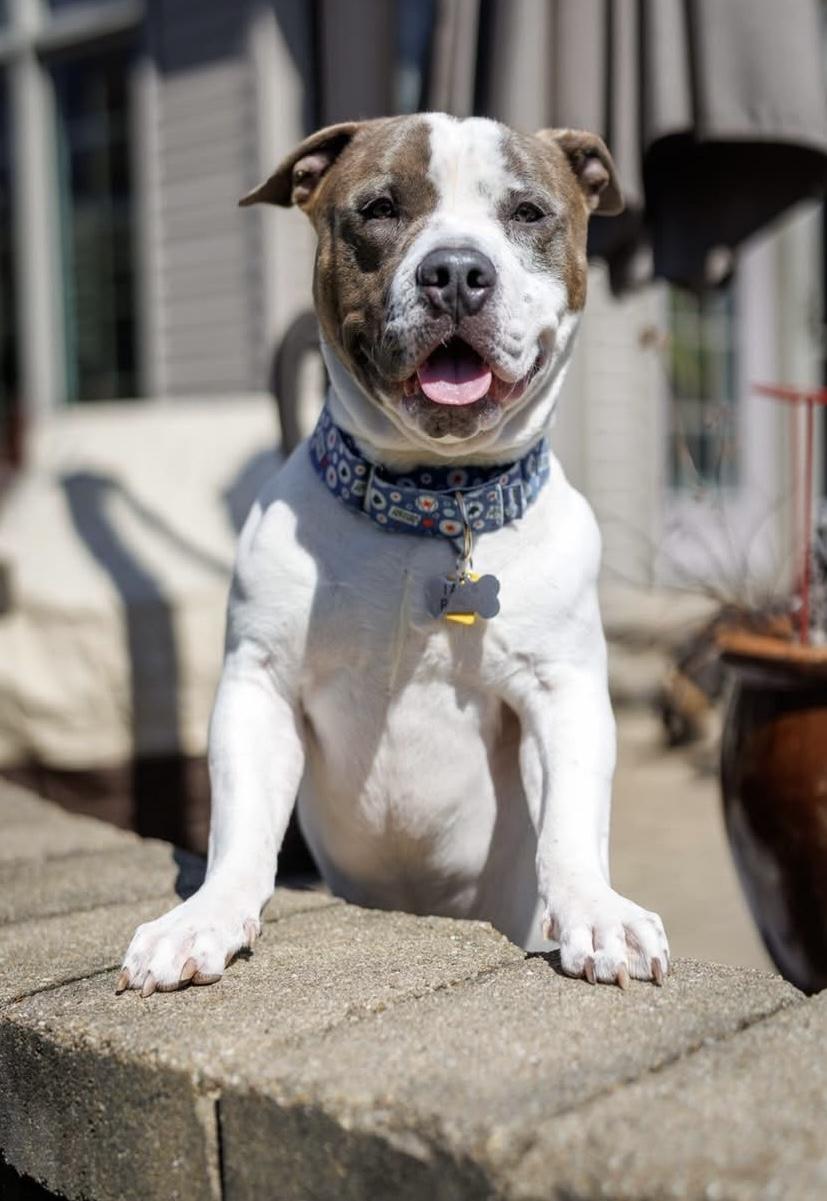 Enlarge Paul, a Adoptable American Staffordshire Terrier in Wheaton, IL image 4/6