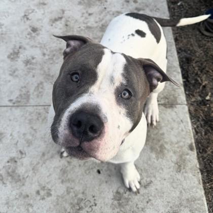 Enlarge Paul, a Adoptable American Staffordshire Terrier in Wheaton, IL image 6/6