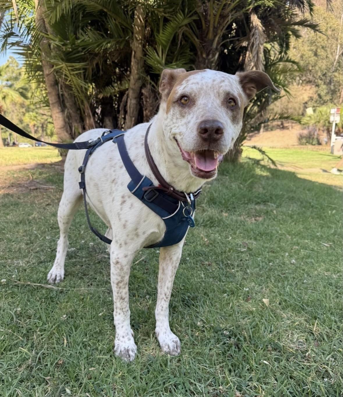 Sebastian, a Adoptable mixed breed in Pasadena, CA image 3/6