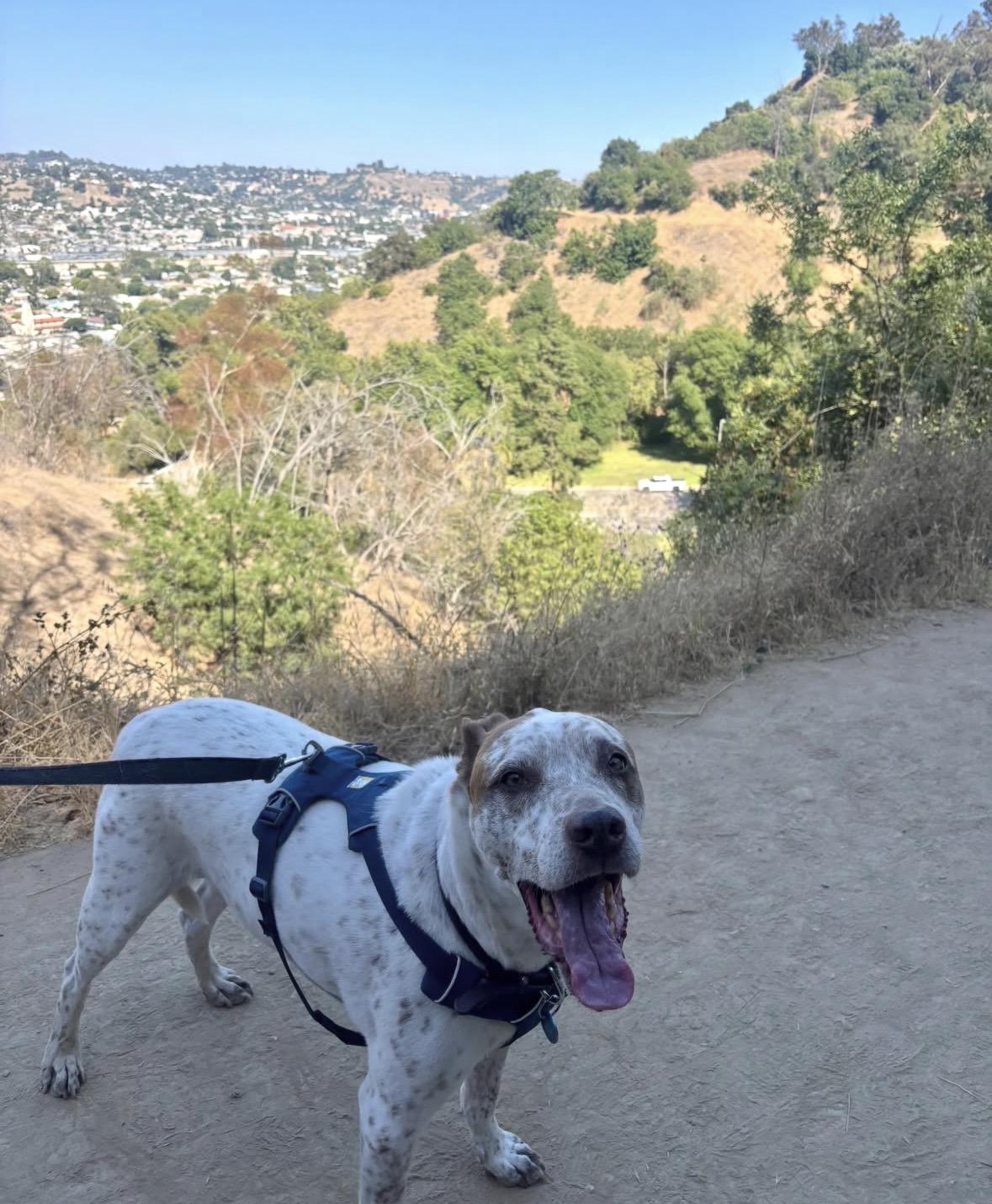 Sebastian, a Adoptable mixed breed in Pasadena, CA image 4/6