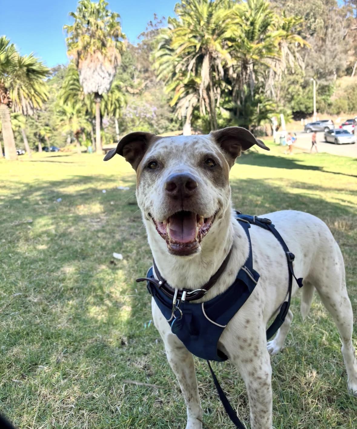 Sebastian, Adoptable, Senior Male Brittany Spaniel & American Staffordshire Terrier.