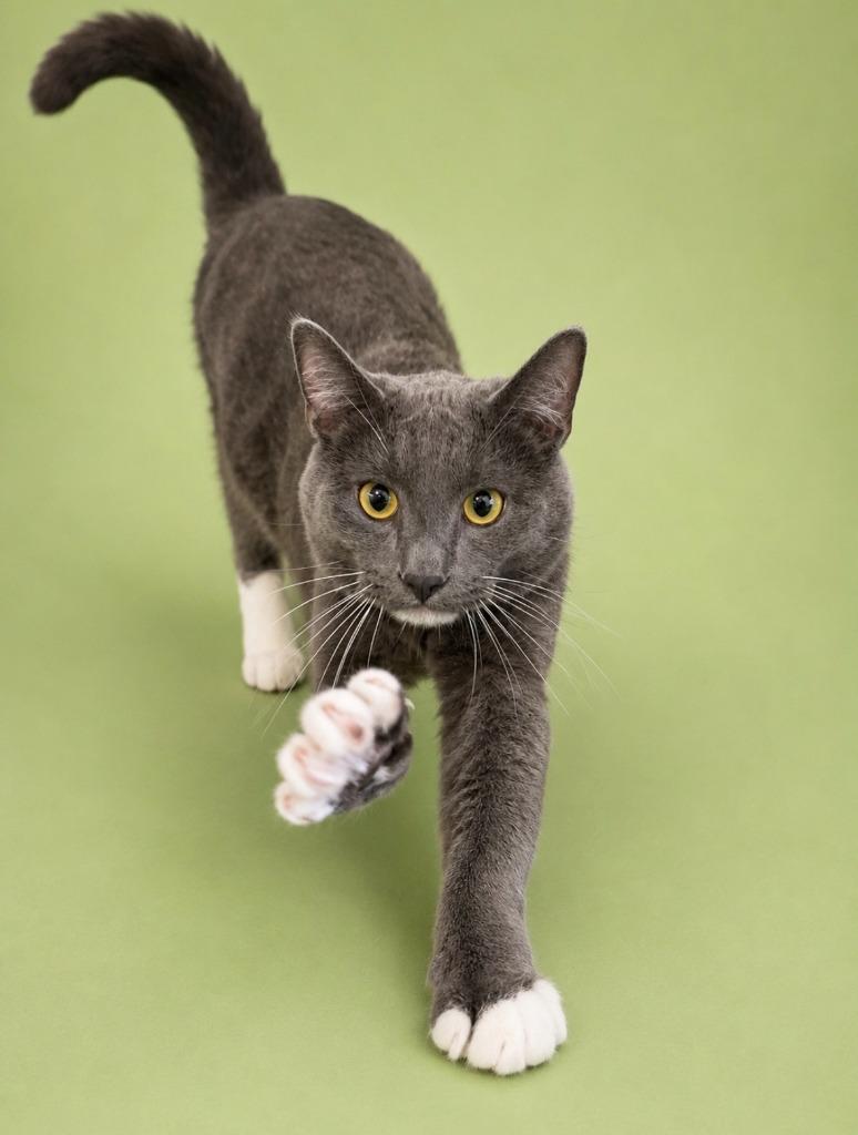 Enlarge King Julian, a Adoptable mixed breed in Rock Springs, WY image 1/3