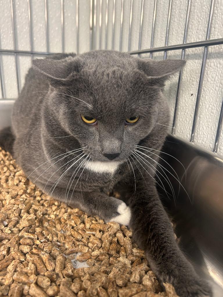 Enlarge King Julian, a Adoptable mixed breed in Rock Springs, WY image 2/2