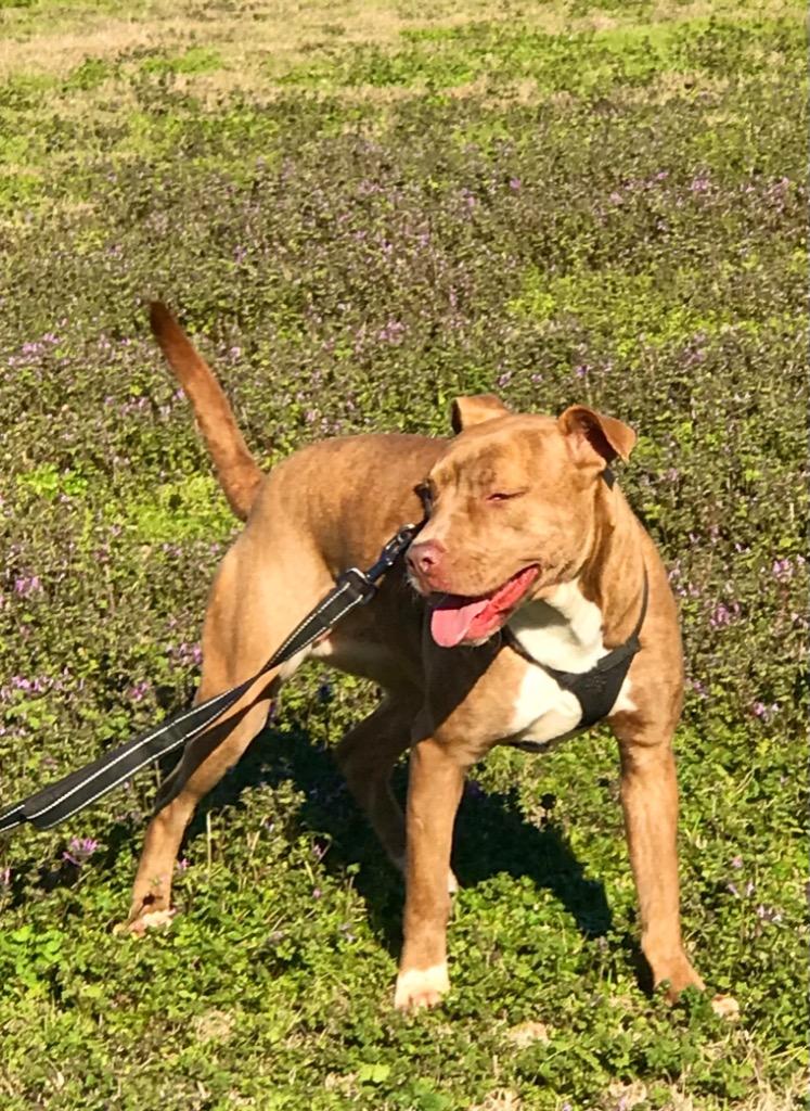 Enlarge Viola, a Adoptable mixed breed in Saint Francisville, LA image 1/6