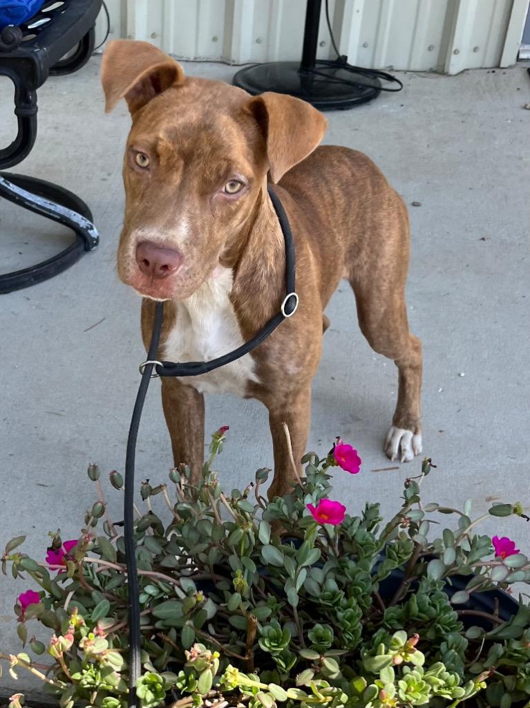 Enlarge Viola, a Adoptable mixed breed in Saint Francisville, LA image 3/6