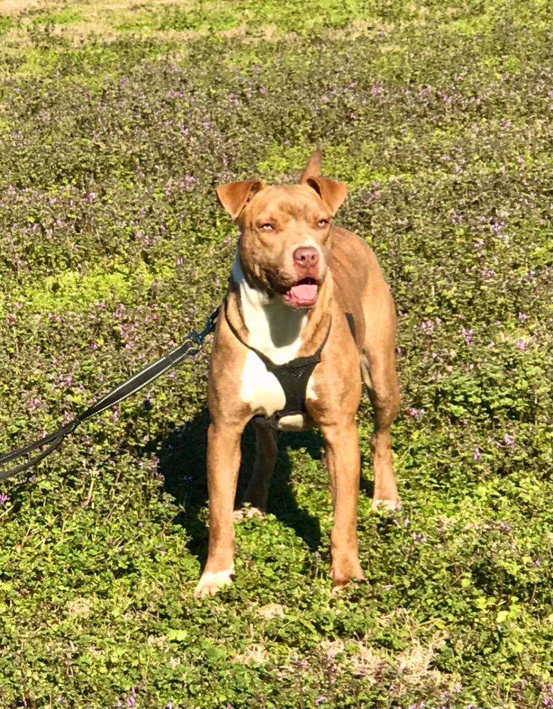 Viola, a Adoptable mixed breed in Saint Francisville, LA image 1/6