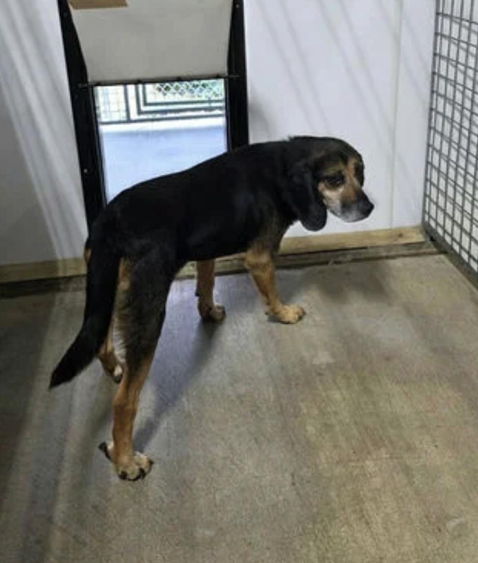Grandpa Douglas, Adoptable, Adult Male Black and Tan Coonhound.